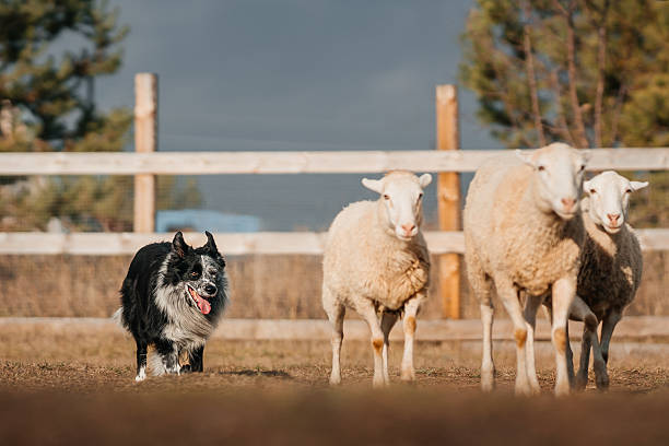istock Border Collie Herding White Sheep in Wooden Fenced Paddock. 2252015780
