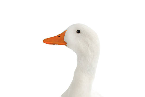 istock portrait of white duck isolated on white background 2252018085