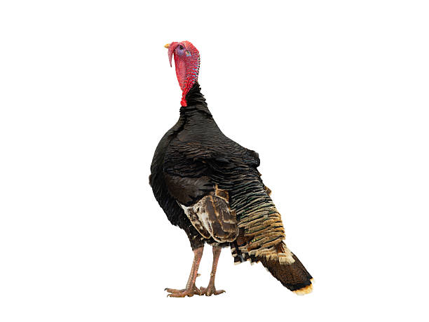 istock beautiful male turkey isolated on white background 2252018167