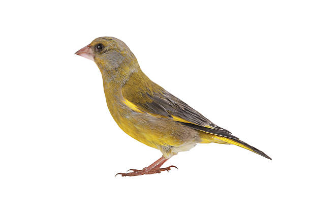 istock greenfinch isolated on white background 2252018184