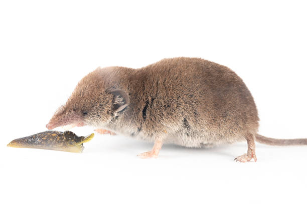 Shrew with eating a slug.