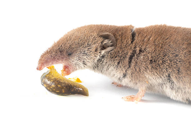 Shrew with eating a slug.