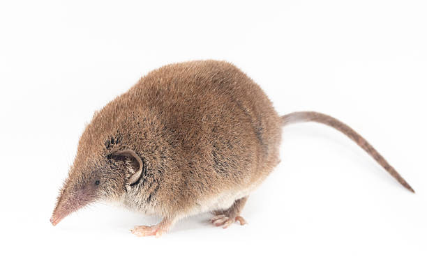 istock Shrew in close range. Seems a mouse, but is not a mice. 2252021481