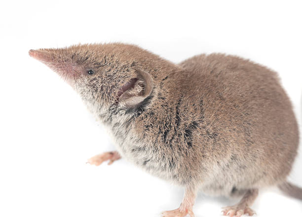 Shrew on white background