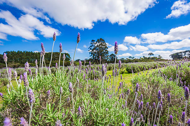 istock Lavender field in full bloom under blue sky on a sunny day 2252022022