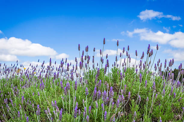 Beautiful lavender field in full bloom with vibrant purple flowers growing under a clear blue sky with soft clouds. Aromatic lavender plants captured outdoors in natural light, symbolizing nature, relaxation, countryside, summer, wellness, and agriculture. Ideal for concepts related to calm, spa, essential oils, rural landscapes, and natural beauty. Paraná, Brazil.