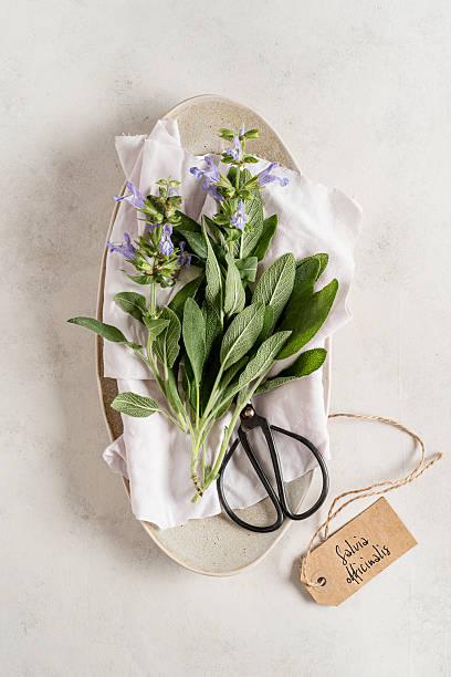 istock Bunch of  'Salvia officinalis'. 2252022298
