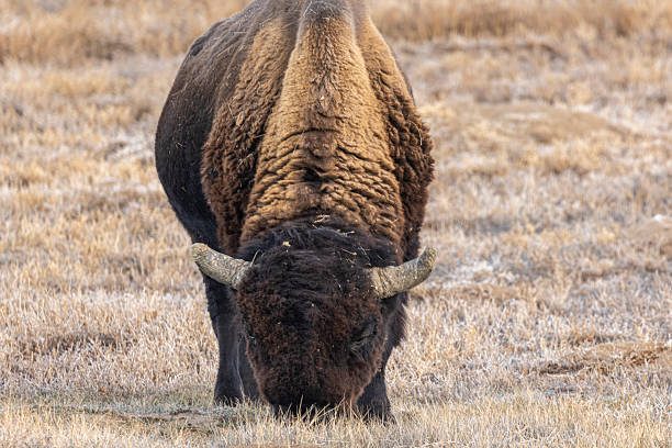 istock Bull Bison on the Prairie in Autumn 2252022656