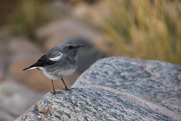 istock A female mountain chat perched on a granitic boulder, within the Fish River canyon of Namibia, photographed in the soft twilight light 2252028040
