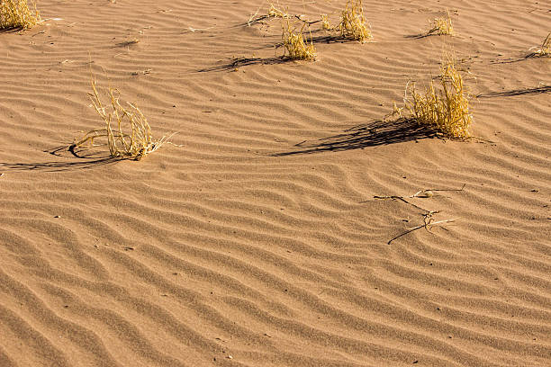 A few hardy grasses growing on a  small sand dune covered with wind ripples