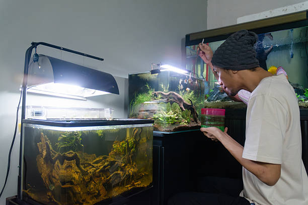 An Asian man enjoys his hobby by feeding colorful fish in a beautifully arranged aquascape aquarium. The serene indoor setting highlights themes of relaxation, leisure, and personal enjoyment. This lifestyle stock image is ideal for illustrating concepts of home hobbies, aquarium care, and stress relief. Perfect for blogs, social media, or marketing campaigns that emphasize relaxation, mindfulness, and the joy of connecting with nature through aquascaping.