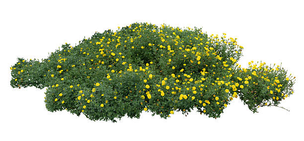 istock Tropical plant marigold flower bush tree isolated on white background with clipping path. 2252036381