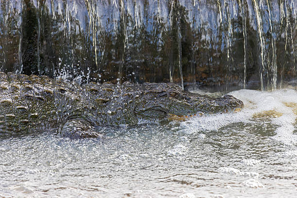 Morelet's crocodile in Ria Lagartos Biosphere Reserve, Yucatan, Mexico