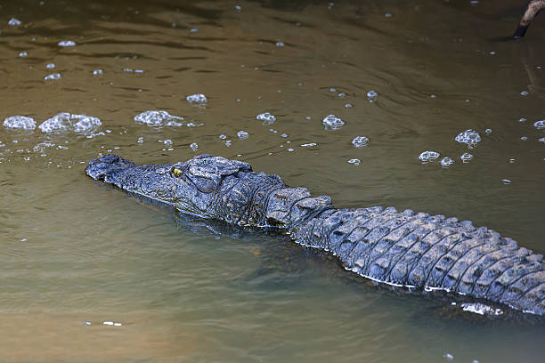Mugger Crocodile (Crocodylus palustris) Resting in a Stream, Yala National Park, Sri Lanka