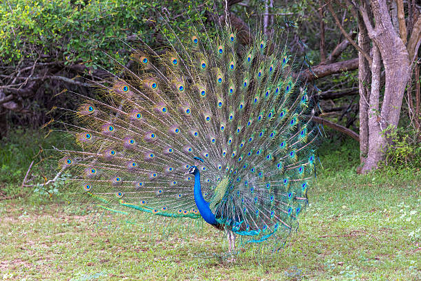 istock Indian Peafowl (Pavo cristatus) Displaying Tail Feathers in Yala National Park, Sri Lanka 2252040131