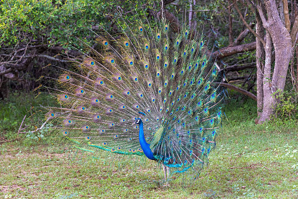 istock Indian Peafowl (Pavo cristatus) Displaying Tail Feathers in Yala National Park, Sri Lanka 2252040134