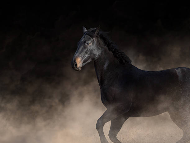 istock Wild horse run gallopin desert 2252041590
