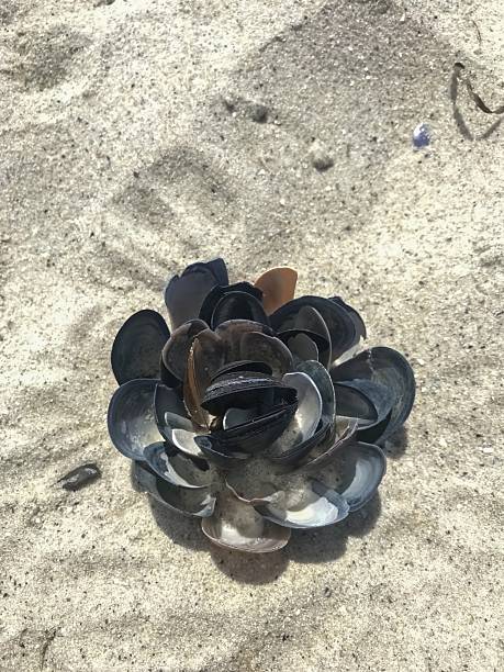 Artistic Mussel Shells Arranged in a Flower Shape