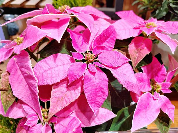 Princettia Poinsettias