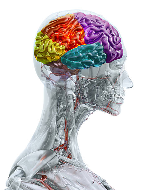Human brain with color-coded lobes: frontal, parietal, temporal, occipital, plus cerebellum and spinal cord. 3D Illustration for neuroscience education, publications, medical slides, anatomy textbooks, healthcare communications and infographics