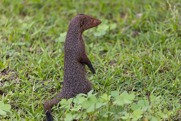 istock Ruddy Mongoose (Herpestes smithii) in Yala National Park, Sri Lanka 2252047394