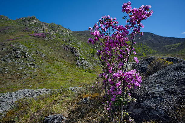 Russia. Mountain Altai. A flowering bush of ledebur rhododendron (maralnik) on the rocky slopes of the mountains along the Chuisky tract near the village of Kupchegen.