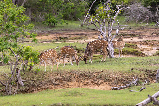 istock Axis Deer (Axis axis) in Yala National Park, Sri Lanka 2252049997