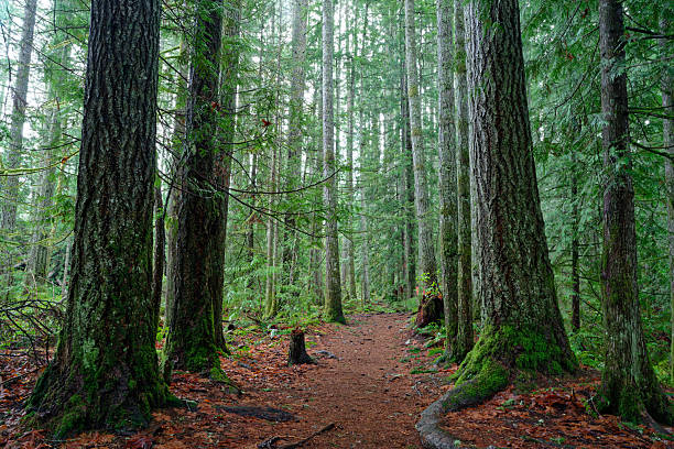 A forest path on the hike to Ammonite Falls, Nanaimo, British Columbia, Canada