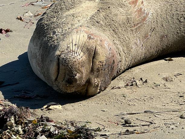 Sleeping Elephant Seal at Point Reyes National Seashore Drake's Beach