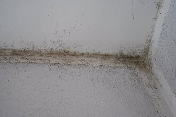 istock Black Mold in Corner Under Ceiling, Indoor Wall Fungus 2252052719
