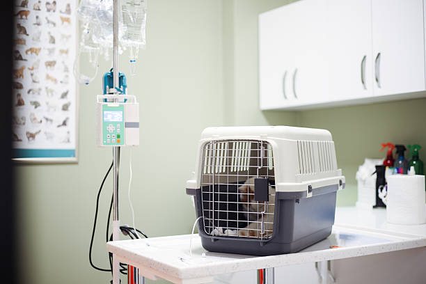 istock Scottish Fold Cat at Vet 2252053114