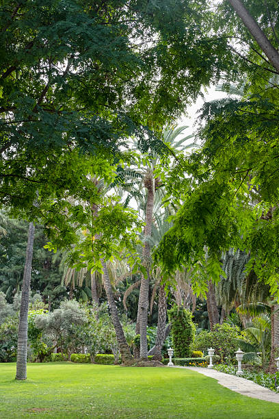 istock Lush garden scene showing a manicured green lawn bordered by a stone pathway surrounded by dense tropical vegetation 2252053120