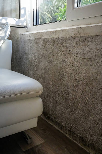istock Vertical View of Mold on Wall Beneath Window Next to Sofa 2252054236