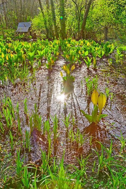 A lot of fresh ferns growing on  the lake shore at spring