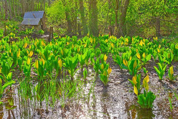 Woodland and marsh on Vancouver Island Saanich Peninsula, British Columbia