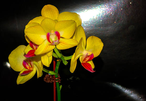 A Moth Orchid plant in a home