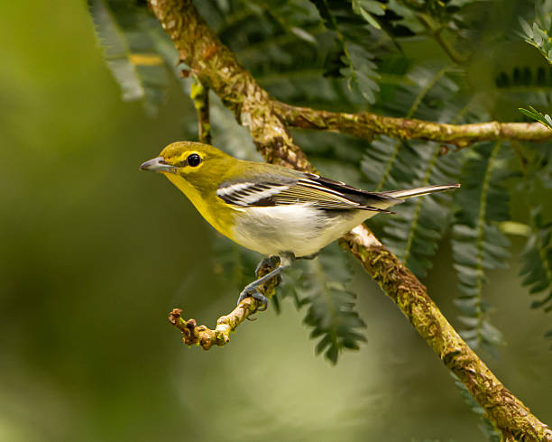 istock Yellow throated vireo 2252058177