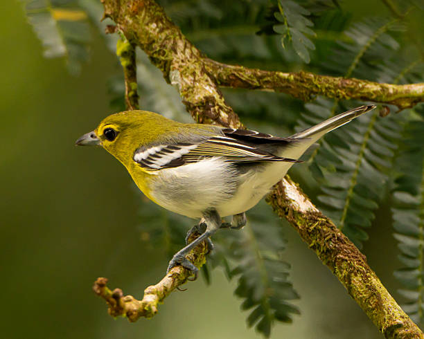 istock Yellow throated vireo 2252058182