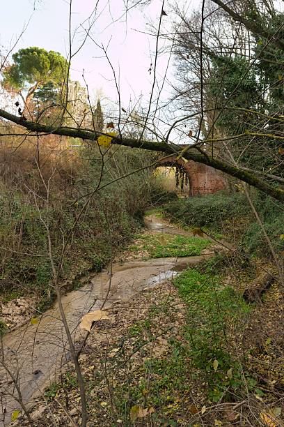 istock Stream flows through a forest in early morning light with trees and greenery surrounding the area 2252059737