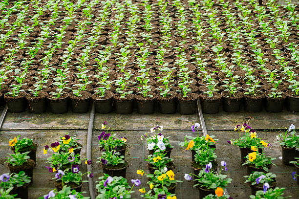 Growing plants in a greenhouse