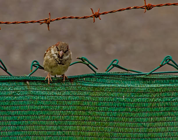 istock Common Sparrow on Green Fence 2252059839