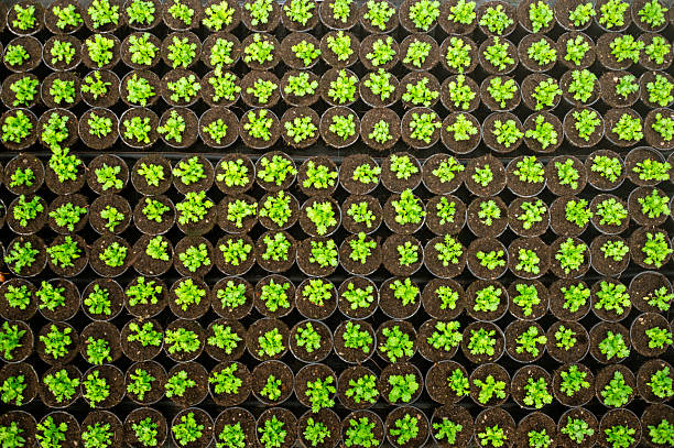 Overhead shot of numerous small seedlings arranged in orderly patterns. Lush green colors, perfect for themes like gardening, agriculture, plant growth, sustainability, and eco-friendly concepts.
