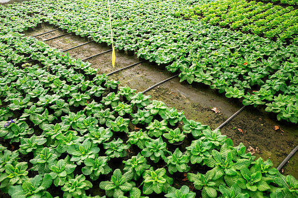 Growing plants in a greenhouse