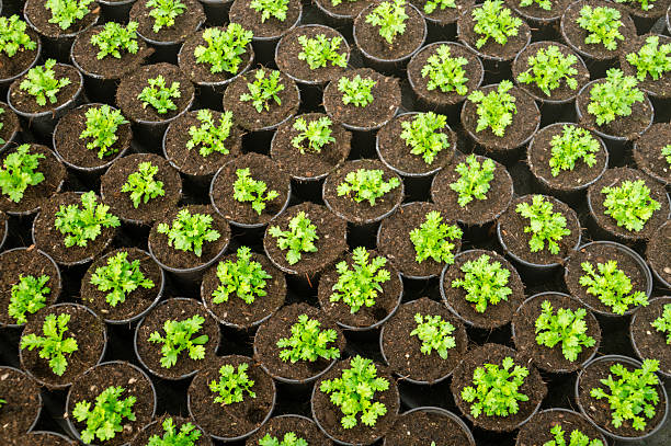 istock Small Green Plants from Above, Natural Planting Pattern 2252060778