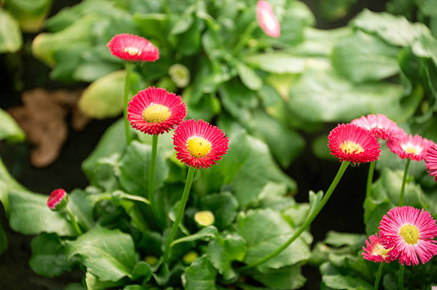 Bellis perennis flowers close-up