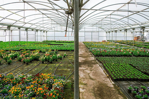 istock Indoor Greenhouse with Ornamental Plants 2252061041