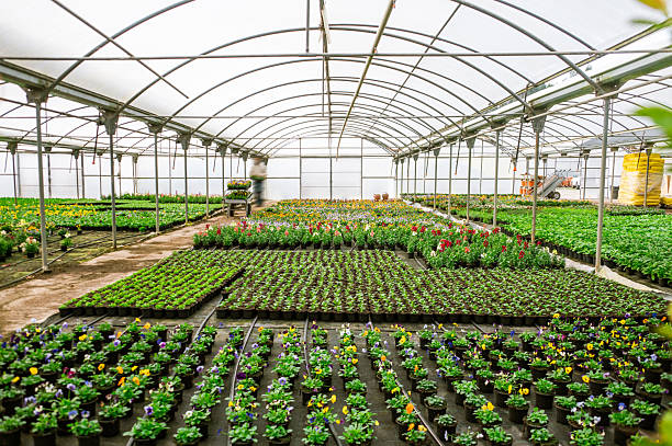 istock Indoor Greenhouse with Decorative Flowers 2252061052
