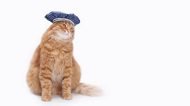 istock Funny ginger cat wearing chef hat, sitting on white background with copy space. Culinary pet portrait for restaurant advertising, food branding, menu design and marketing. 2252061306