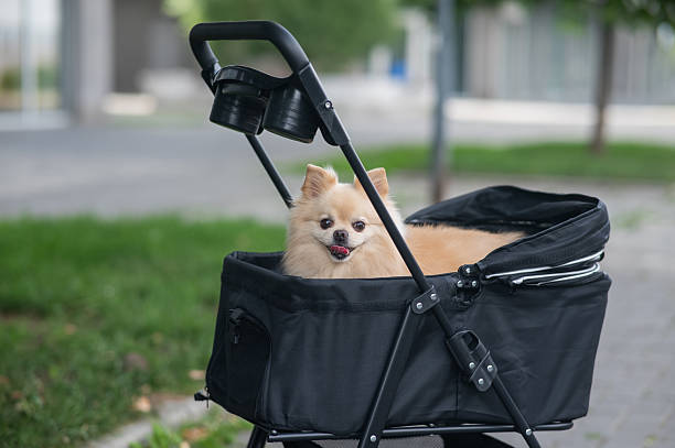 istock Cute spitz dog in pet stroller outdoors. 2252062087