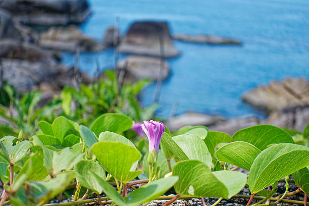 Samui Island, Surat Thani, Thailand - Green Beach Vine Growing on Rock Overlooking Blue Tropical Ocean